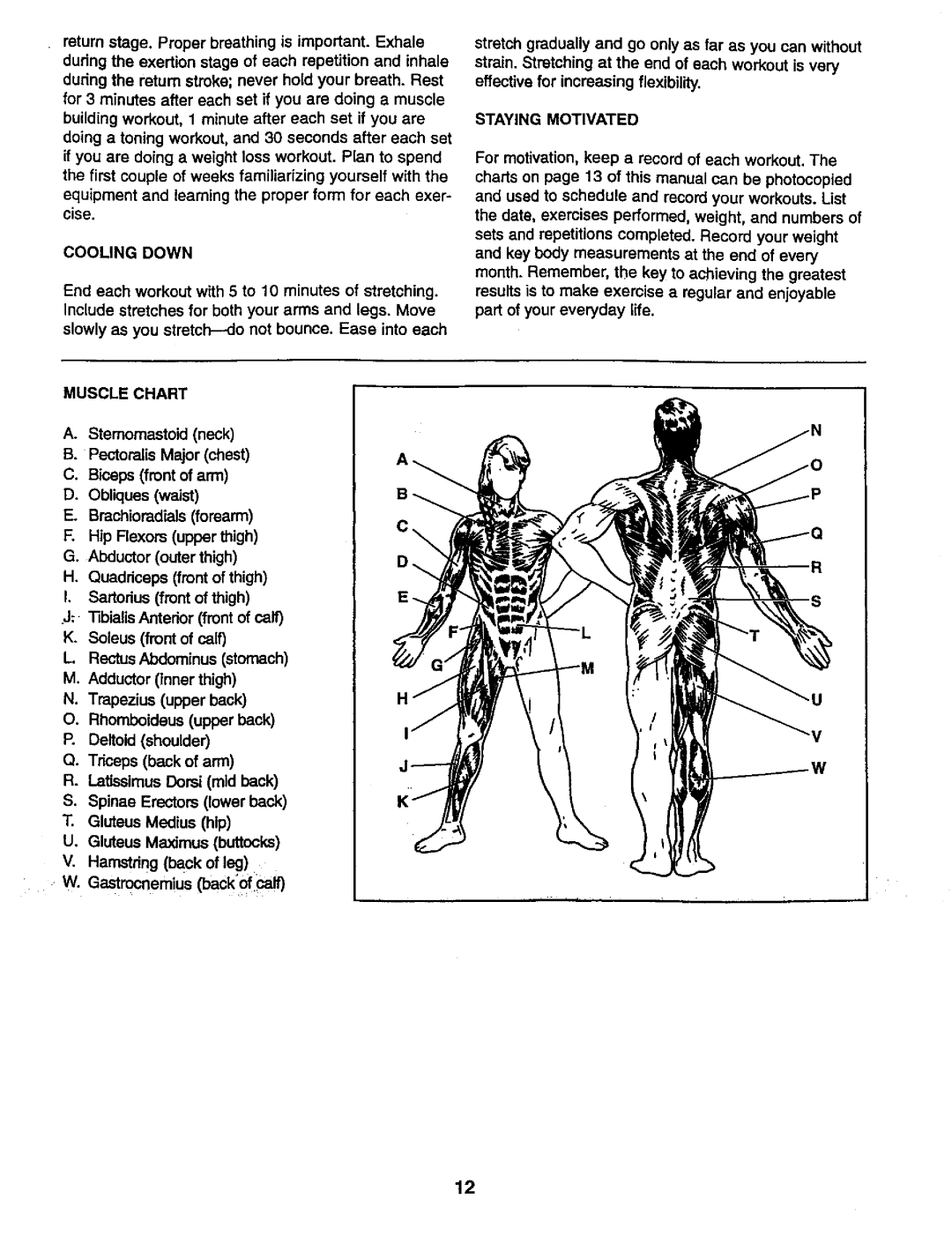 Weider 831,150,741 user manual Cooling Down, Muscle Chart, Waist Brachloredtals foreann, Staying Motivated 