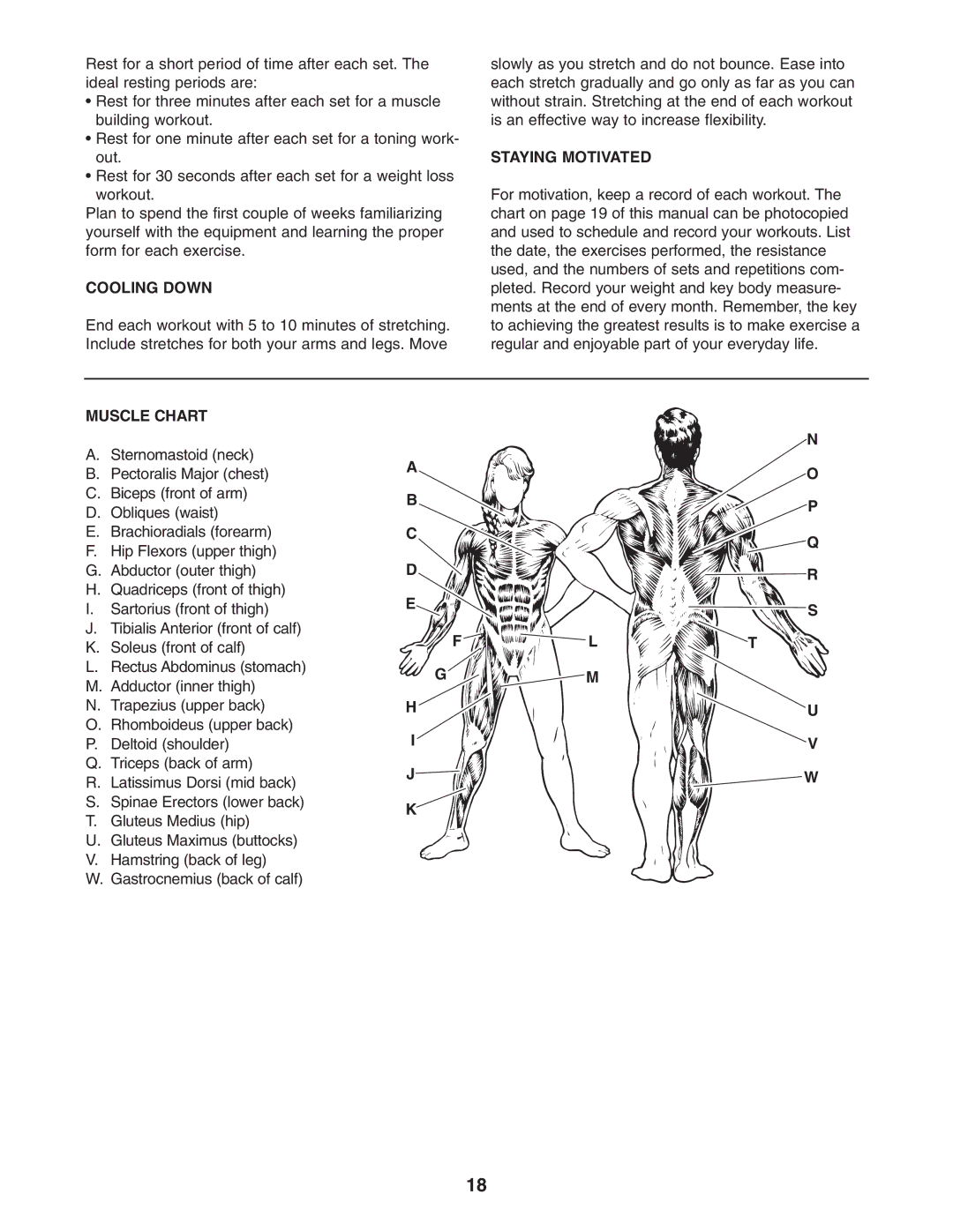 Weider 831.153921 user manual Cooling Down, Staying Motivated, Muscle Chart 