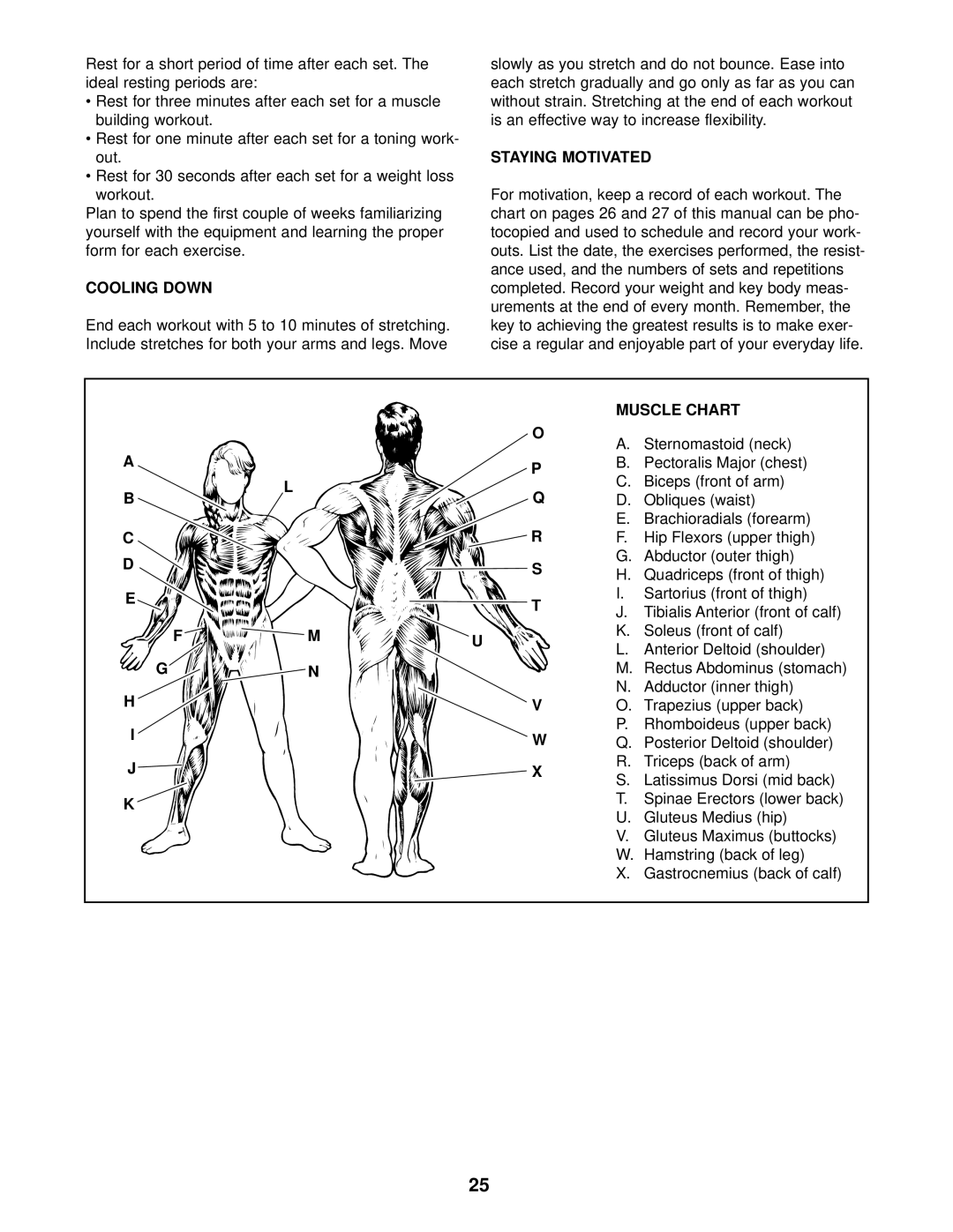 Weider C670 user manual Cooling Down, Staying Motivated, Muscle Chart 