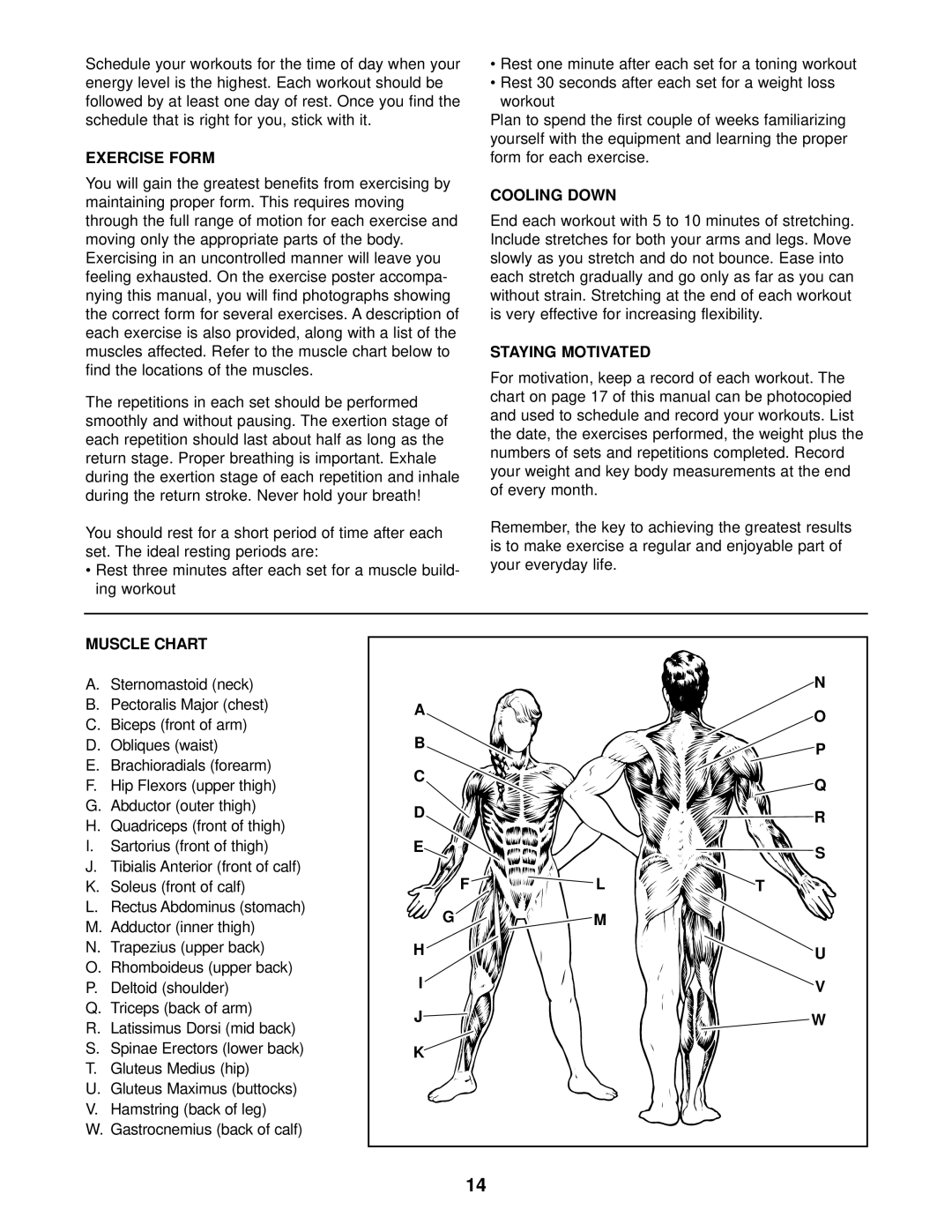 Weider Pro 208 user manual Exercise Form, Find the locations of the muscles, Cooling Down, Staying Motivated, Muscle Chart 