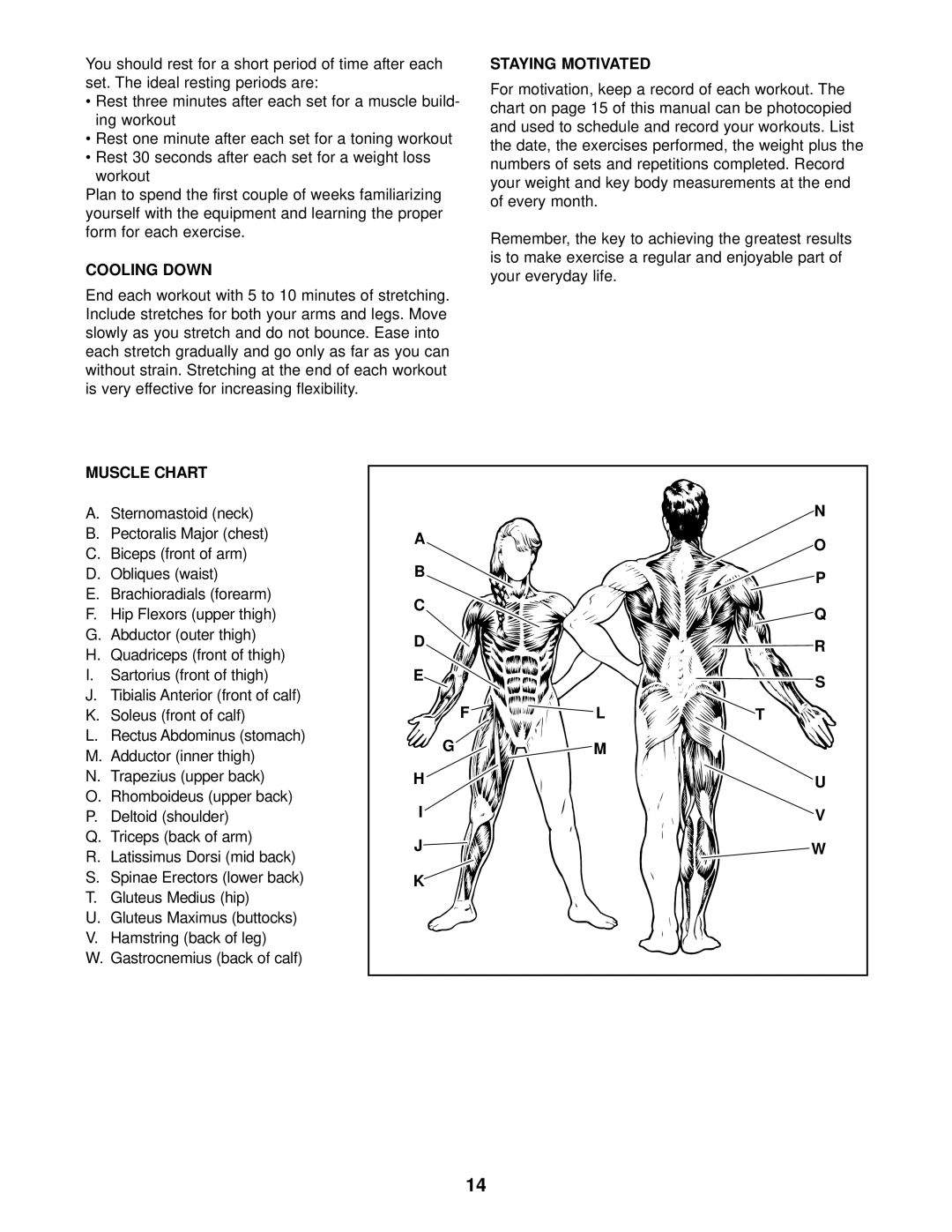 Weider PRO 408 user manual Cooling Down, Staying Motivated, Muscle Chart 