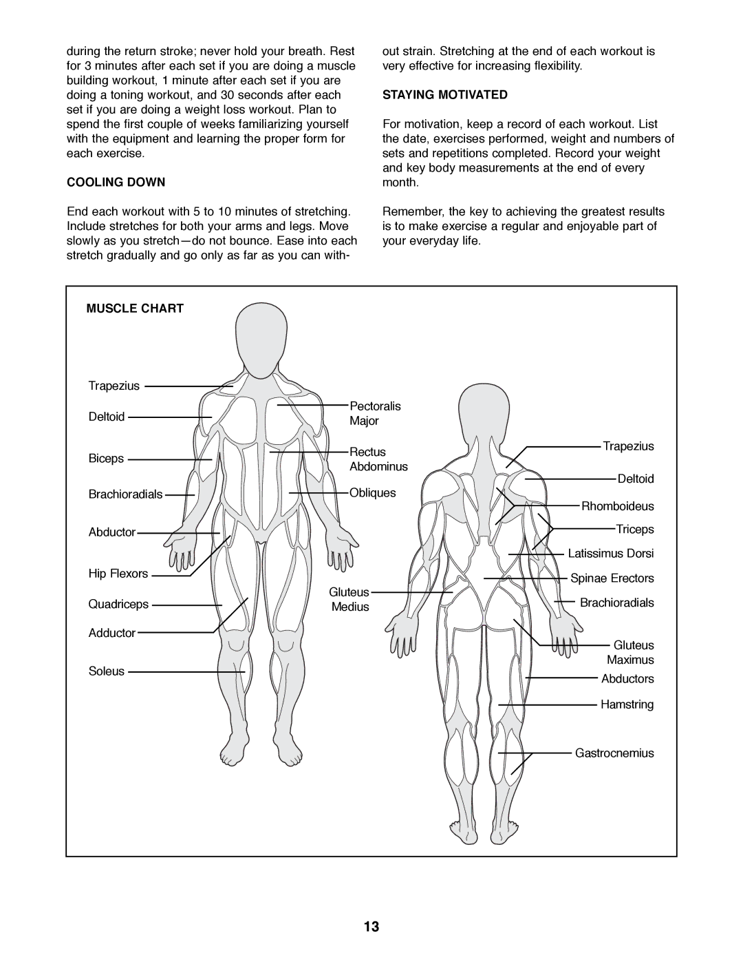 Weider WEBE06691 manual Cooling Down, Staying Motivated, Muscle Chart 