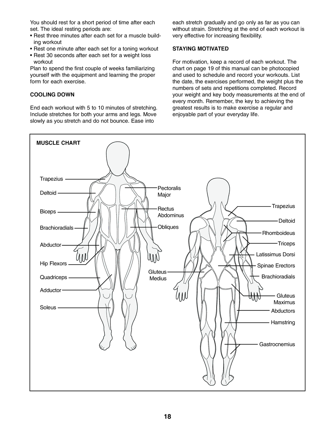 Weider WEBE44490 user manual Cooling Down, Staying Motivated, Muscle Chart 