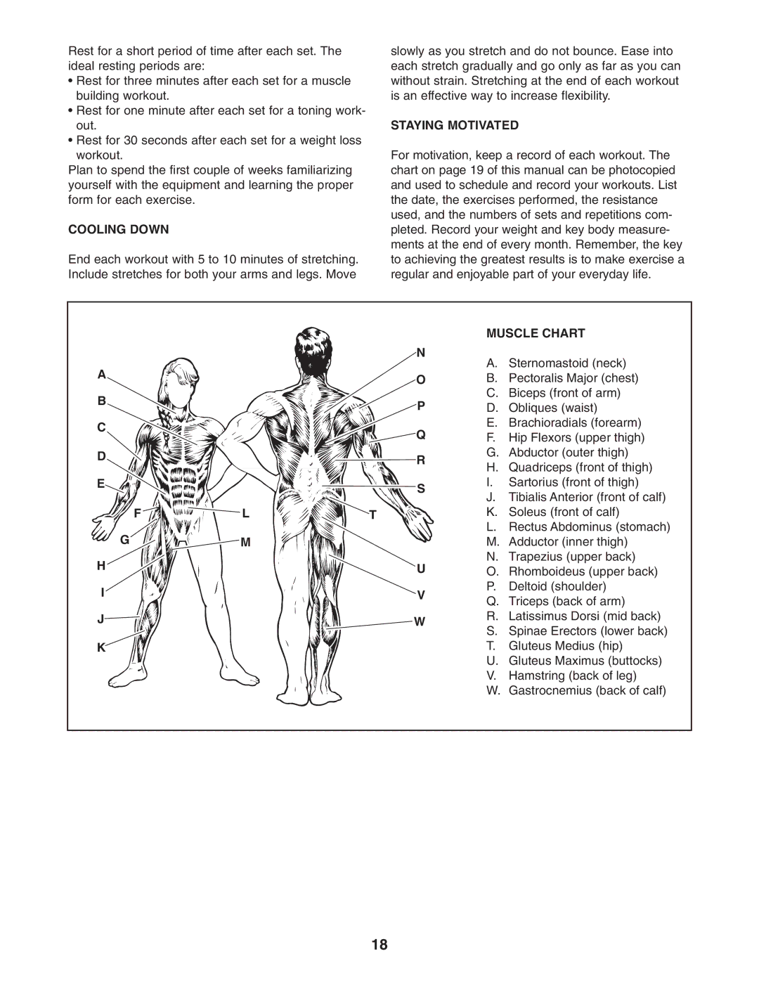 Weider WESY5983.3 user manual Cooling Down, Staying Motivated, Muscle Chart 